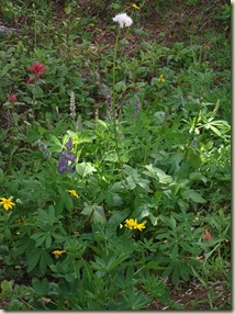 DSCF0619