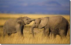 elephants