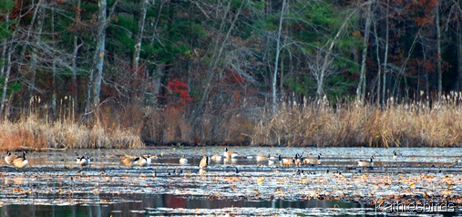 17. geese-kab 17. geese-kab