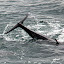 Bottlenose Dolphin Tail As It Dives Back In The Water - Bay Of Islands, New Zealand