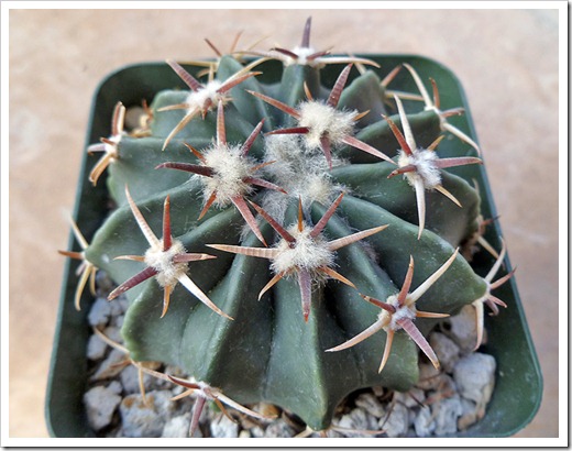 110925_Echinocactus-texensis_11 110925_Echinocactus-texensis_11