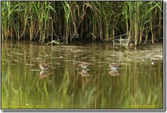 Brandon Marsh D300s X14  16-09-2012 14-27-44