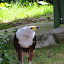 Aves rapaces en el Zoo de Madrid Aves rapaces en el Zoo de Madrid