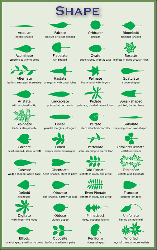 shapes of leaves with pictures