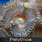 palythoa3.jpg