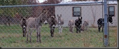 donkey1