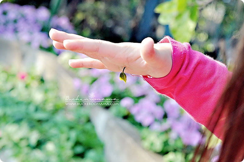 Little-leaf