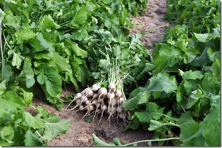 fall produce 1112 (44)