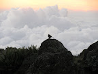 Had to take this pic of a bird watching the sun rise.