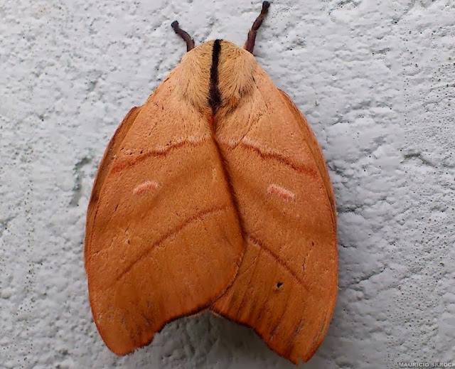 Hemileucinae : Hyperchiria incisa WALKER, 1855, mâle. Environs de Curitiba (Paraná), 31 octobre 2013. Photo : Mauricio Skrock