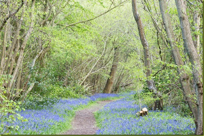 bluebell woods