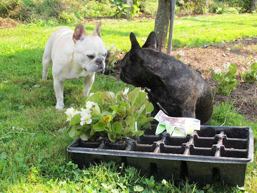 Great idea, Fanny!  Wax begonias, or fibrous begonias, are annuals that are known for their uniform size and shapeliness.