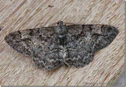mottled-beauty-1 mottled-beauty-1