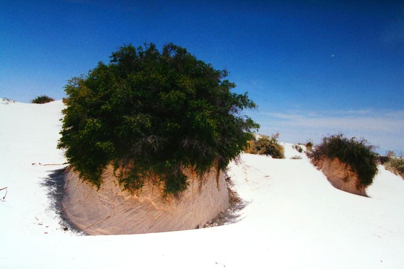 [Gypsum_plant_stand%255B2%255D.jpg]
