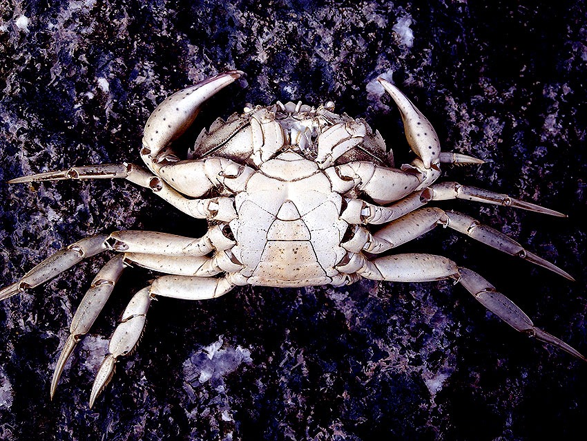 [crab-03%255B2%255D.jpg]