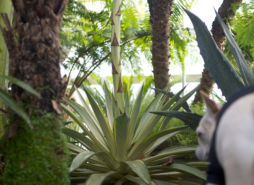 Franny, did you know that the misnamed century plant typically lives only 10 to 30 years? This one has an enormous flower stalk! You have to be careful because the leaves have heavy spikes at the tips that can pierce to the bone! Franny, did you know that the misnamed century plant typically lives only 10 to 30 years? This one has an enormous flower stalk! You have to be careful because the leaves have heavy spikes at the tips that can pierce to the bone!