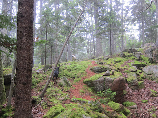 Come on, Franny!  Let's go for a hike and check out this beautiful scenery!