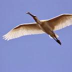 IMG_0921.JPG