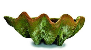 CDF954322A Lg Aged Conch Shell
 $95.00