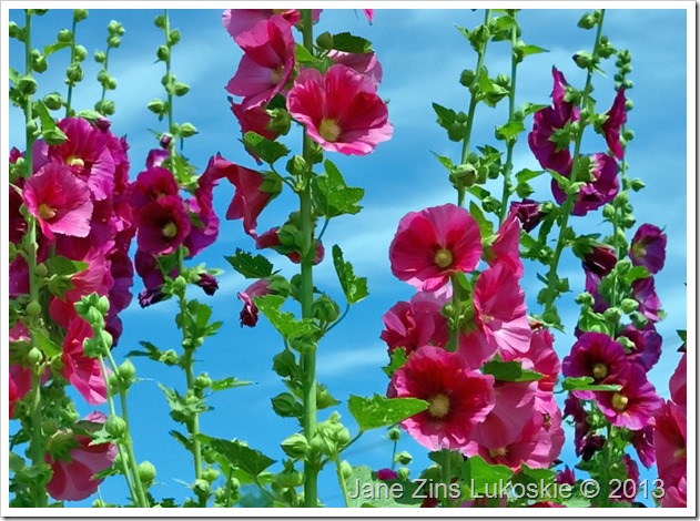 Hollyhocks