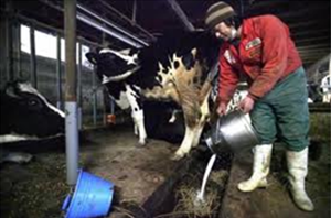 Fukushima dairy farmer disposes of milk. japanfocus.org