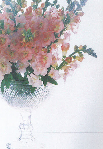 Snapdragons, by nature, create full arrangements with very little effort. To make this bouquet, you will need a floral frog, waterproof floral gum, and a piece of cellophane large enough to line the glass container to prevent scratches. (The Best of Martha Stewart Living -- Arranging Flowers) Snapdragons, by nature, create full arrangements with very little effort. To make this bouquet, you will need a floral frog, waterproof floral gum, and a piece of cellophane large enough to line the glass container to prevent scratches. (The Best of Martha Stewart Living -- Arranging Flowers)