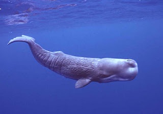 [SpermWhale%255B2%255D.jpg]