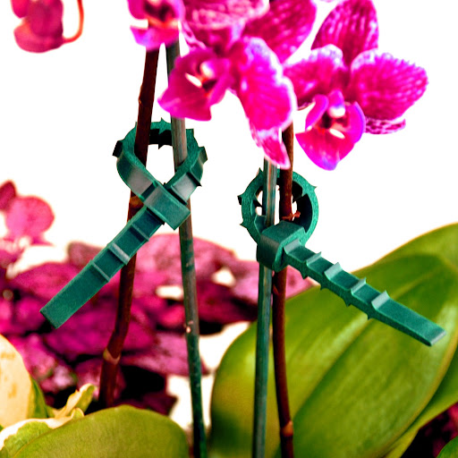 The Q Knot's uses extend far beyond household items. Here, they gently support the stems of an orchid. The Q Knot's uses extend far beyond household items. Here, they gently support the stems of an orchid.