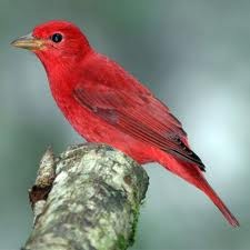 [summer%2520tanager%255B3%255D.jpg]