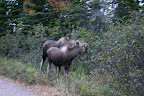 Mama and baby moose