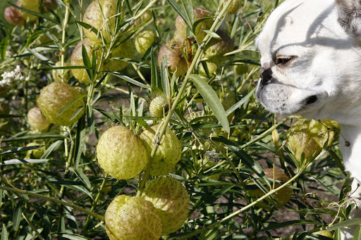 You have to be careful with these things because they have a very sticky sap.