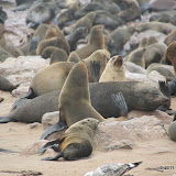 Cape fur seals