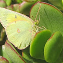Clouded Sulphur