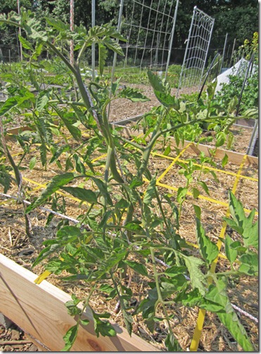 Cherokee Purple tomato