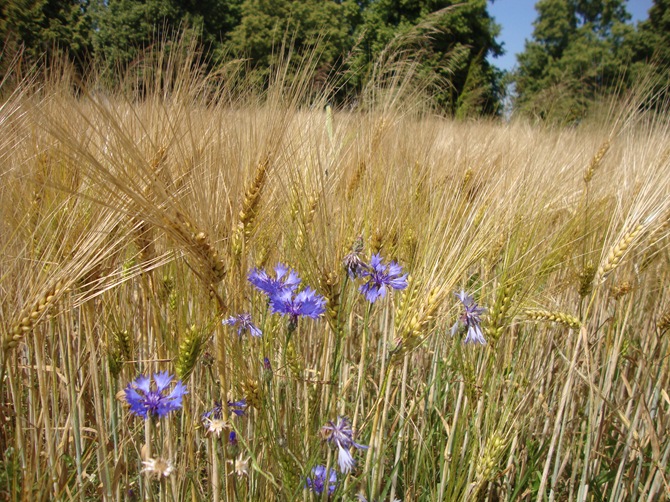 field field