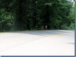 0958 Virginia - Blue Ridge Parkway North - white-tailed doe & 2 fawns