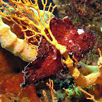 Red leaffish (Menjangan, North Bali)