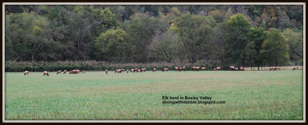 [Elk%2520herd%25201%255B5%255D.jpg]