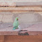 Rose-ringed Parakeet