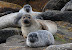  &ndash; harbour seals