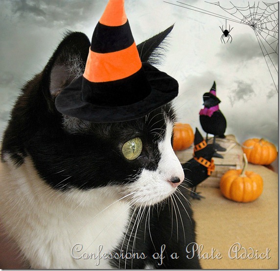 Kitty Witch Kitty Witch