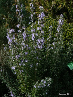 Rosmarinus officinalis - Romarin