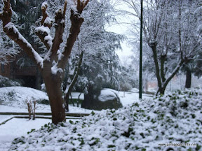 nevada-la-navata-2008-arbol.jpg
