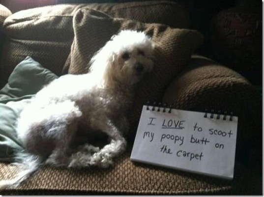 dog-shaming-bad-30