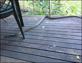 australian-python