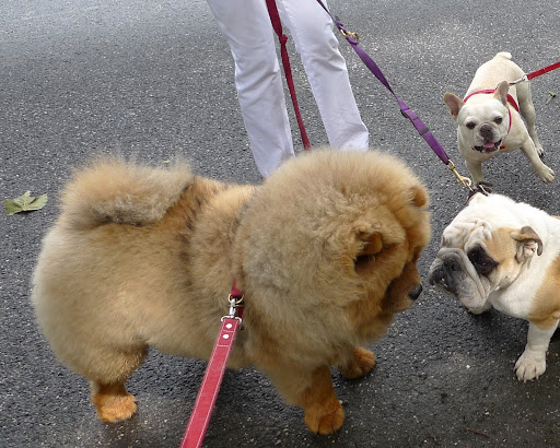 Our first dog encounter.  What's that you're telling me?  You say that you are what a bulldog should look like?  I believe that Sharkey has a differing opinion!  And personally, you look quite wrinkled to me.  You know, wrinkle fillers are all the rage!
