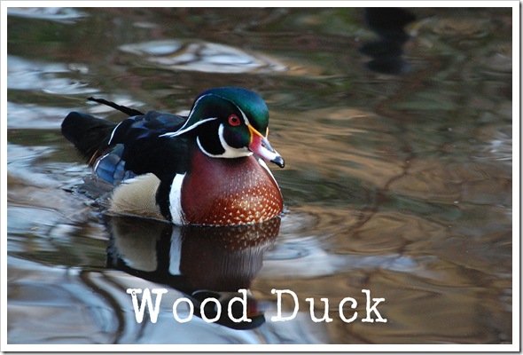 Wood Duck2