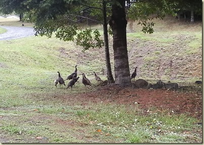 Wild Turkeys at Coquille Elk's 10-5-13