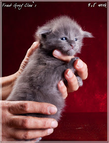 Фото котенка мейн-кун Frant возраст 3,5 недели | Питомник Grey Claw`s