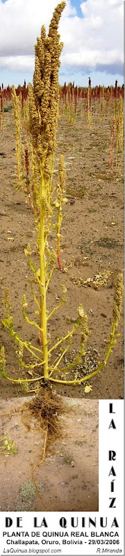 La_raíz_de_la_quinua_(Chenopodium_ quinoa_Willdenow)-LaQuinua.blogspot.com-Rubén_R._Miranda_C.